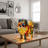 Spitz nain lumineux